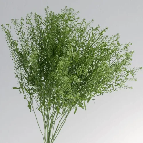 Pennycress1