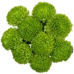 Green Cremon 11