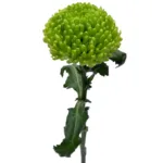 Green Cremon – 11