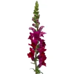 Burgundy Snapdragon 11