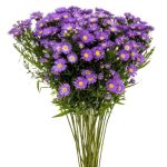Aster – Only Pickup