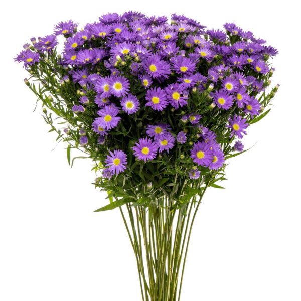 Aster – Only Pickup