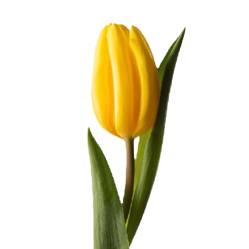 Tulips Yellow1