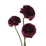 Ranunculus Dark Purple1