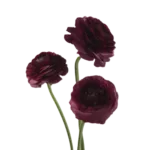 Ranunculus Dark Purple1