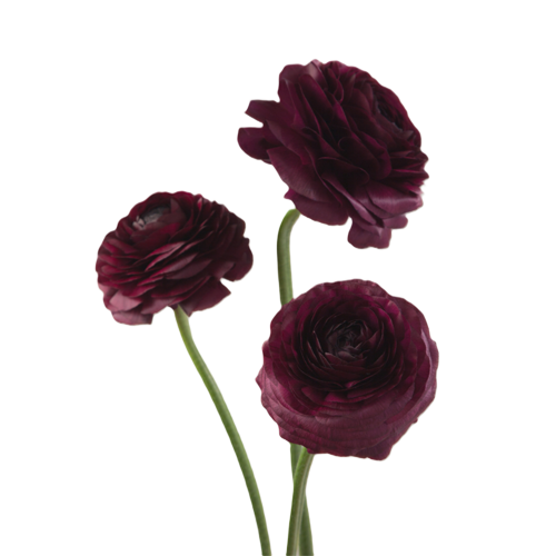 Ranunculus Dark Purple1