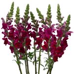 Burgundy Snapdragon Flowers
