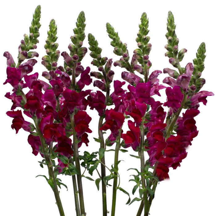 Burgundy Snapdragon Flowers