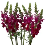 Burgundy Snapdragon11