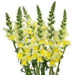 Yellow Snapdragon Flowers