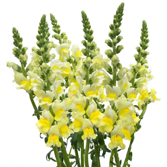Yellow Snapdragon Flowers