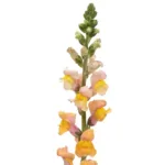 Orange Snapdragon 11