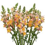 Orange Snapdragon Flowers