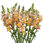 Orange Snapdragon Flowers1