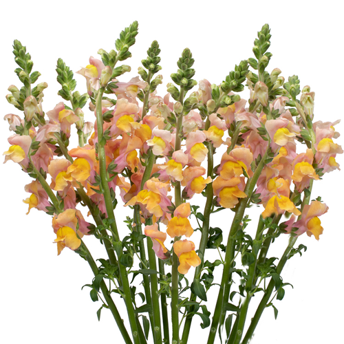 Orange Snapdragon Flowers1