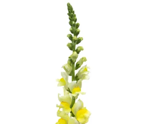 snap yellow.1