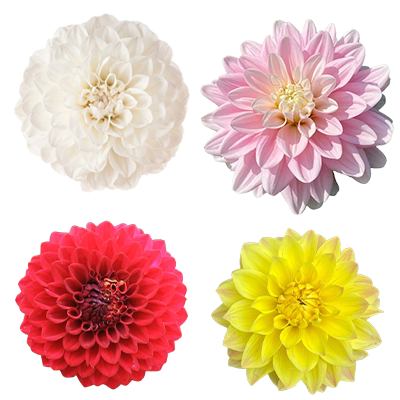 Assorted Dahlia - Just Pick Up