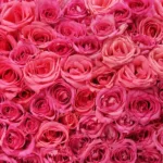 Roses 50 Stems – Hot Pink11