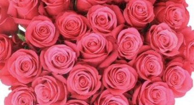 50 Stem Hot Pink Roses1