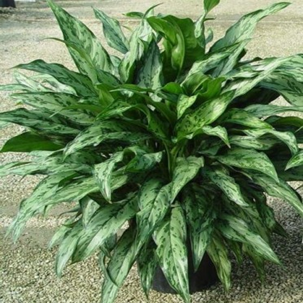 Aglaonema Plants1