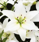 Asiatic Lily11