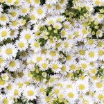 Aster White