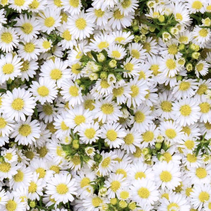Aster White