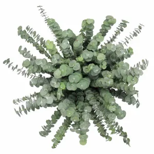 Baby Blue Eucalyptus, 100 Stems