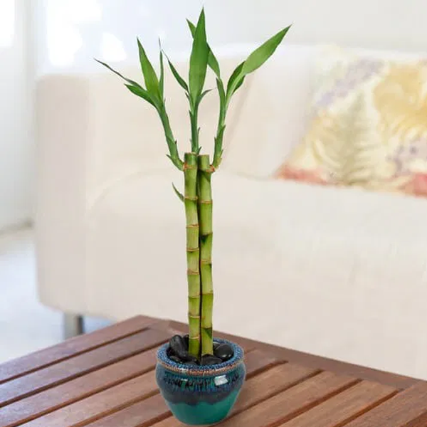 Bamboo - Just Dracaena Sanderiana1