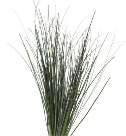 Bear Grass1