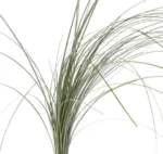 Bear Grass Greenery1