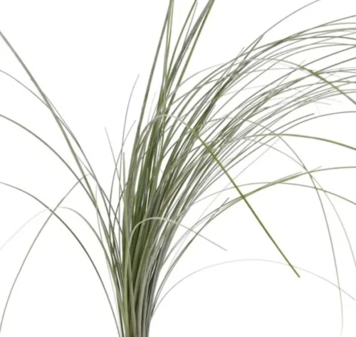 Bear Grass Greenery1