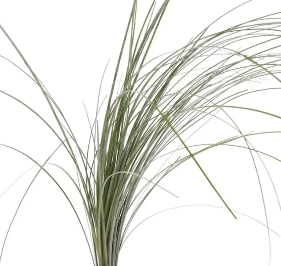 Bear Grass Greenery Bear Grass Greenery1