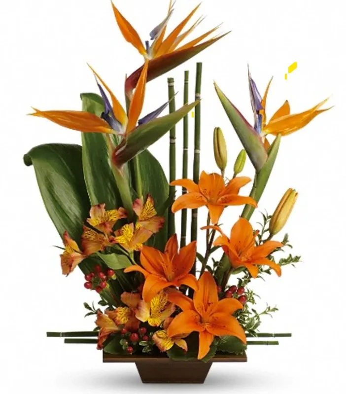 Bird of Paradise Bird of Paradise Arrangement1