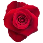 Bulk Red Roses Flowers 50 stems 11