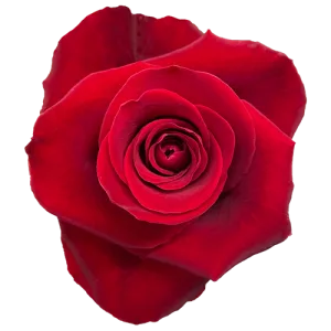 Bulk Red Roses Flowers 50 stems