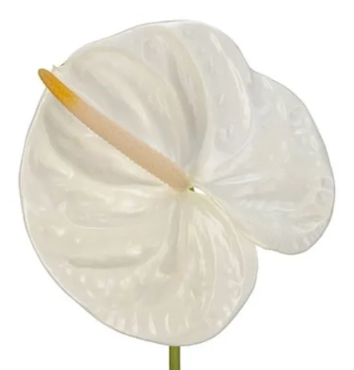 Bulk White Anthuriums