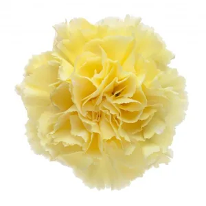 Bulk Yellow Carnation11