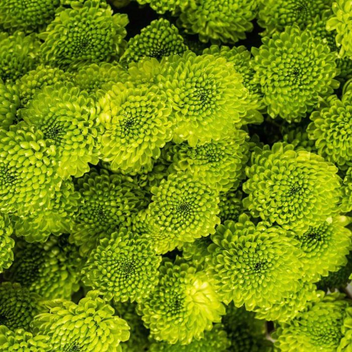 Button Green1