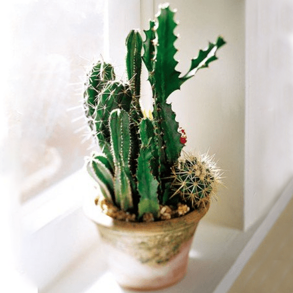 Cactus Garden1