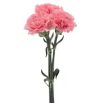 Carnation Pink Fancy11
