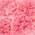 CARNATION PINK11