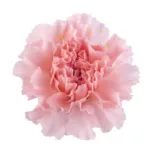 Carnation Pink Fancy11