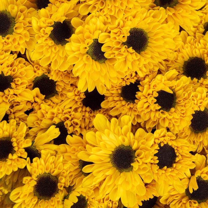 Chrysanthemum Daisy Viking Yellow