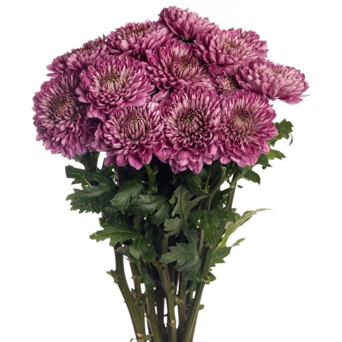 Chrysanthemum Single Cremon Purple