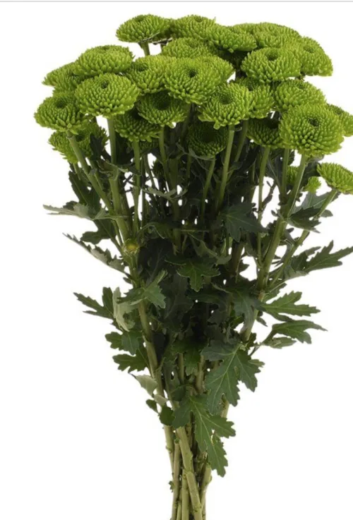 Chrysanthemum Spray Button Green11