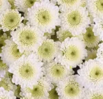 Chrysanthemum Spray Button White1