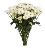 Chrysanthemum Spray Button White1