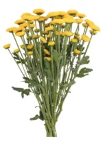 Chrysanthemum Spray Button Yellow1