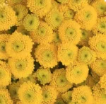 Chrysanthemum Spray Button Yellow1